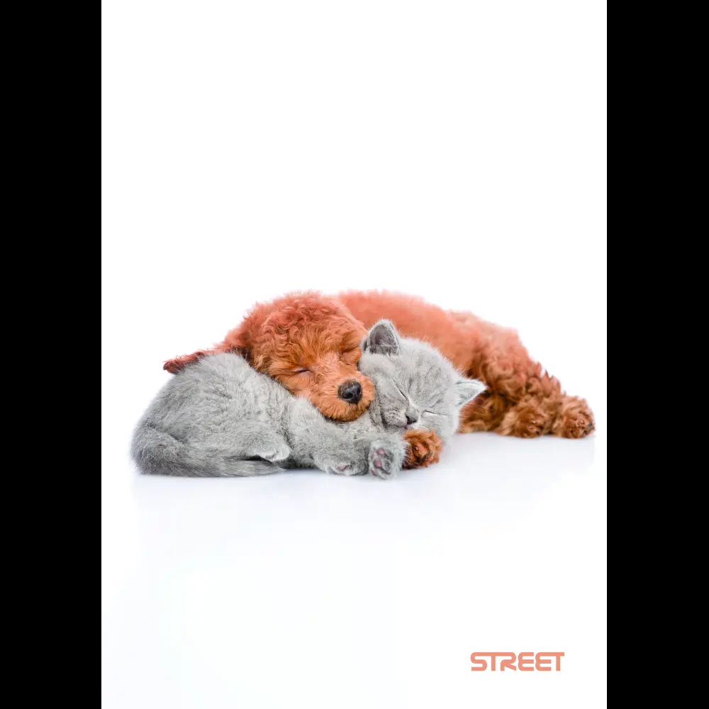 Zvezek Street Friends A4 črte z robom